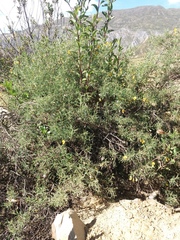 Adesmia miraflorensis