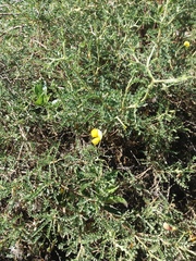 Adesmia miraflorensis