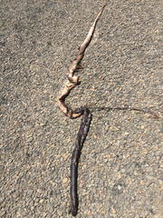 Masticophis flagellum flagellum