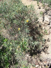 Adesmia miraflorensis