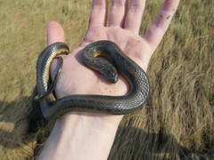 Helicops infrataeniatus