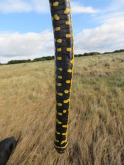 Helicops infrataeniatus