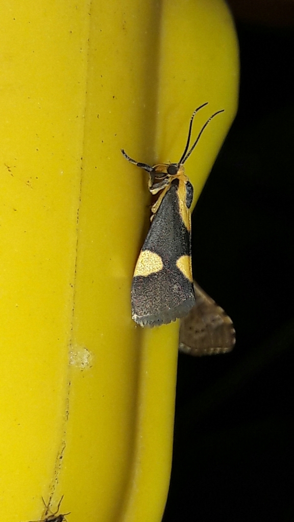 Cisthene triplaga