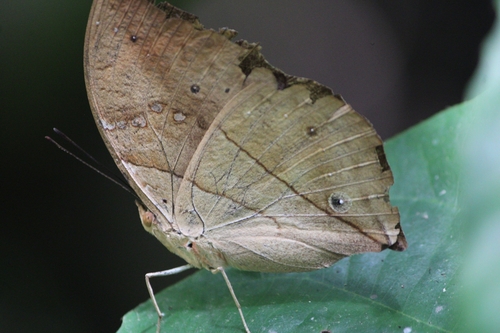 African leaf butterfly