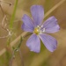 Lothrian Flax - Photo (c) Jakob Fahr, some rights reserved (CC BY-NC), uploaded by Jakob Fahr