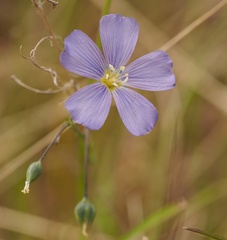 Linum leonii