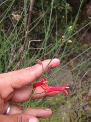 Gambelia juncea