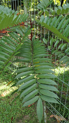 Eurycoma longifolia