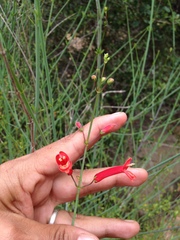 Gambelia juncea