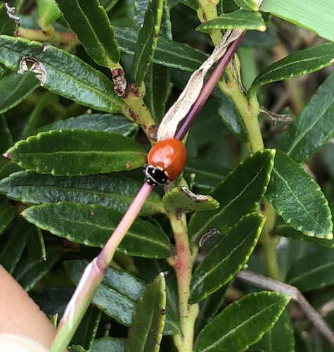 Cycloneda emarginata