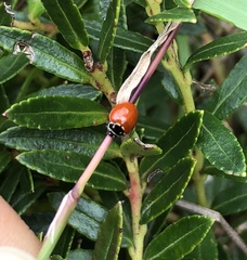 Cycloneda emarginata