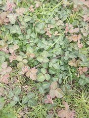 Macroptilium gibbosifolium