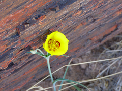 Calochortus aureus