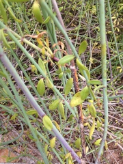 Gambelia juncea