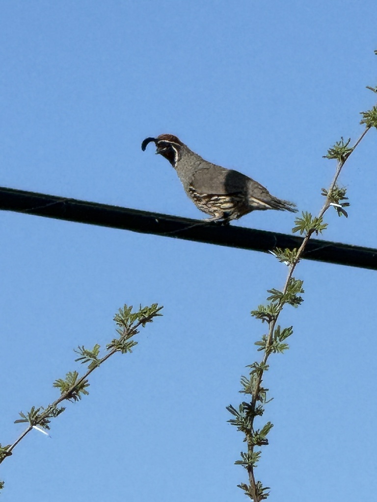 Gambel's Quail from E 22nd St, Tucson, AZ, US on May 6, 2024 at 05:22 ...