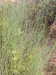Gambelia juncea