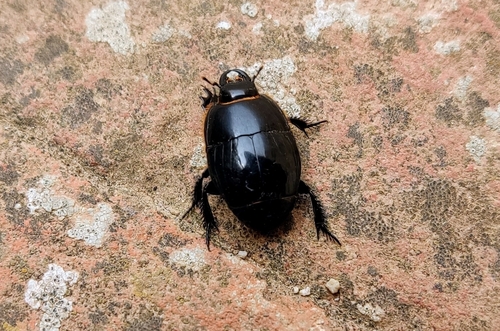 Pactolinus major