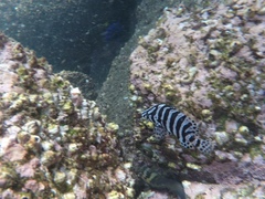 Dermatolepis dermatolepis