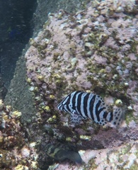 Dermatolepis dermatolepis