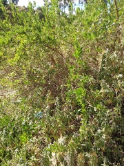 Dunalia brachyacantha