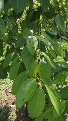 Cinnamomum verum