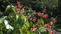 Cinnamomum verum