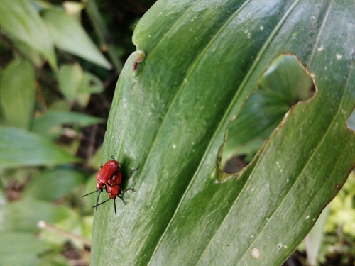 Lily Leaf Beetle, 8315 Luttelgeest, Nederland, photo 8 of 10