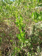 Dunalia brachyacantha