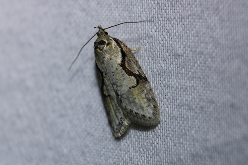 Packard's Concealer Moth photo 5