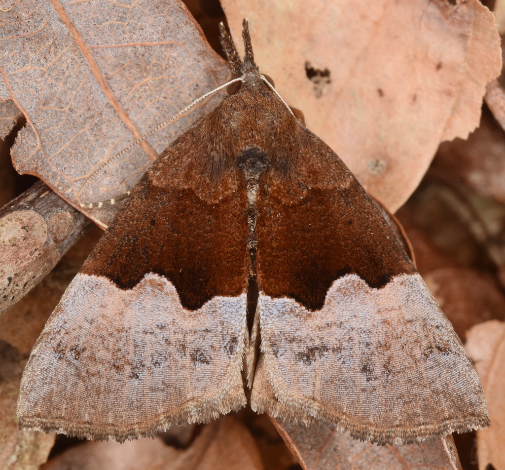 Appalachian Snout