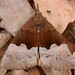 Hypena appalachiensis - Photo (c) skitterbug, some rights reserved (CC BY), uploaded by skitterbug