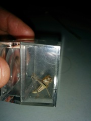 Decticita balli
