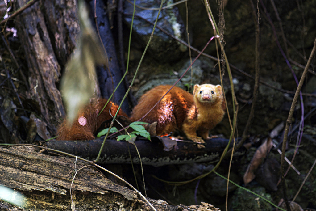 Malay Weasel