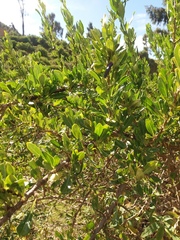 Dunalia brachyacantha