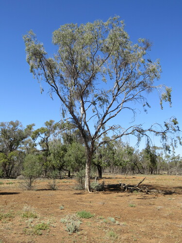 Image of Flindersia maculosa by (c) ian_mcallan, some rights reserved (CC BY)