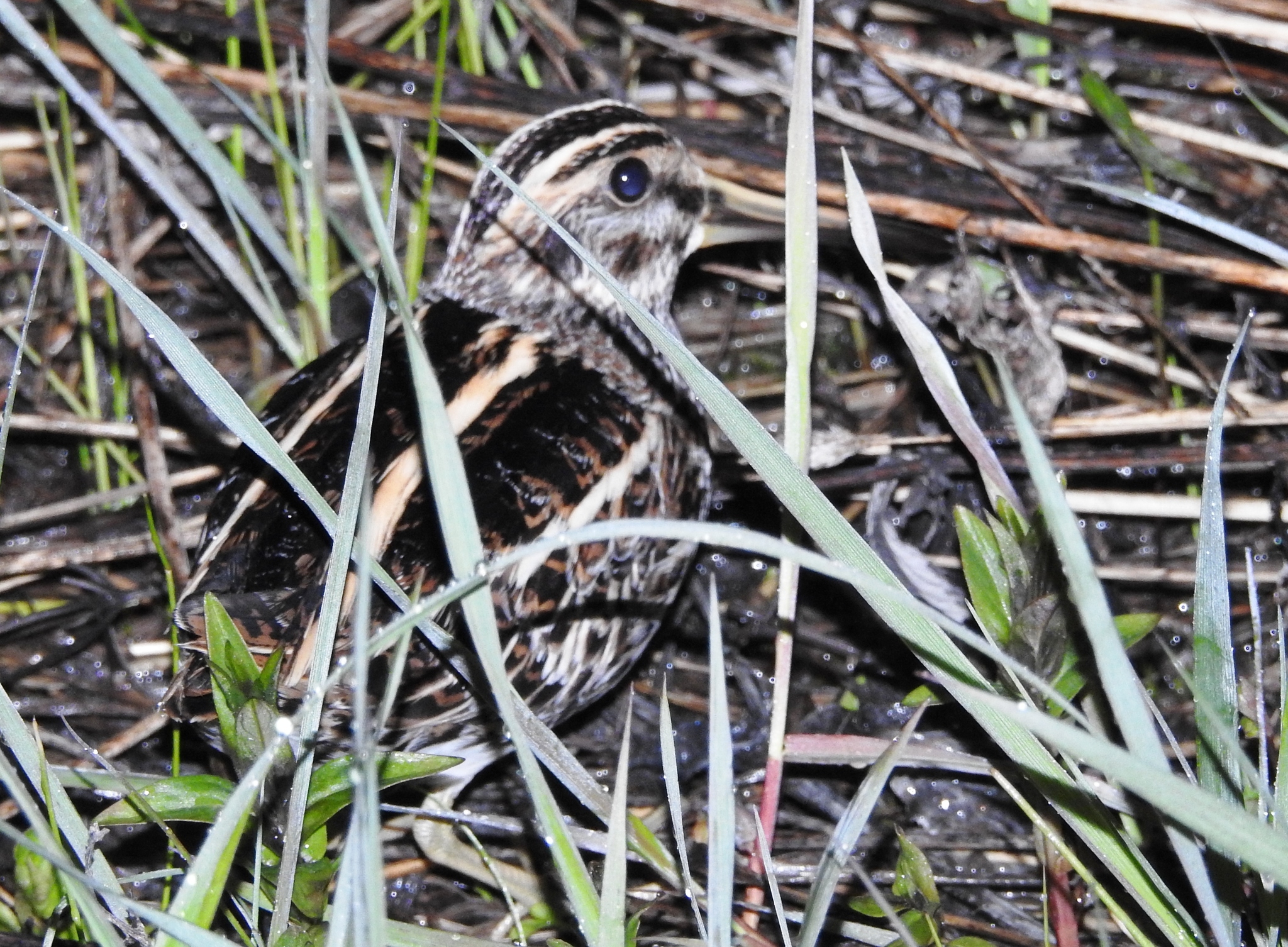 iNaturalist.org. Г. Исаков, Чебоксарский р-н Чувашия, май 2024