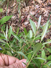 Salix sericea