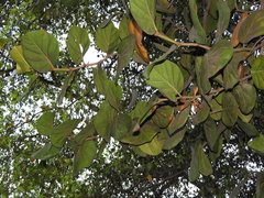 Coccoloba barbadensis