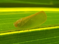 Ormenaria rufifascia