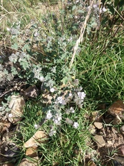 Tarasa hornschuchiana