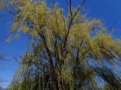 Salix babylonica
