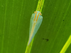 Ormenaria rufifascia