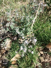Tarasa hornschuchiana