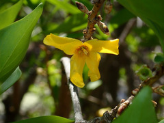 Forsythia × intermedia