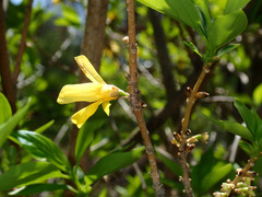 Forsythia × intermedia