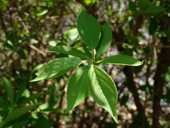 Forsythia × intermedia