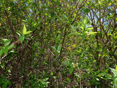 Forsythia × intermedia