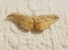 Siculodes substrigata