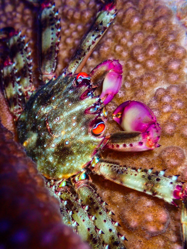 Red-eyed Flat Crab
