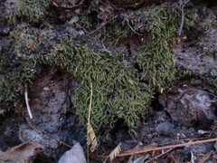 Thuidium peruvianum